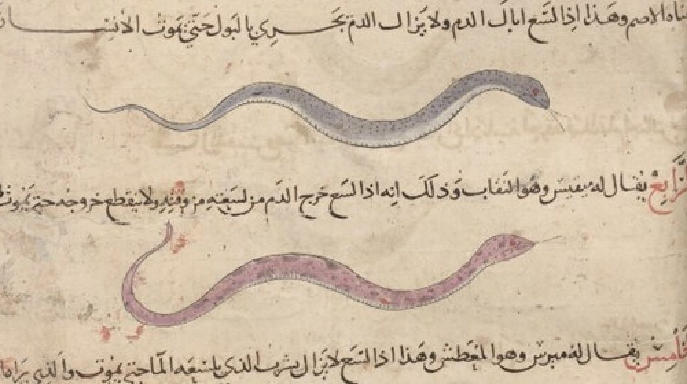 Deadly snakes and remedies against their venomous bites in the handy charts of a copy of the “Kitāb al-diryāq” (Book on antidotes)