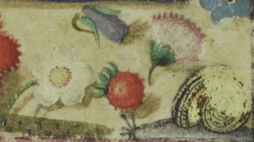 Plants in the Margins of Medieval Books