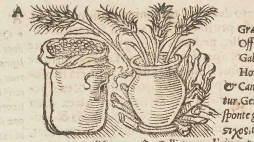 A Tale of Two Herbals, From Medicine to Food in the 16th Century