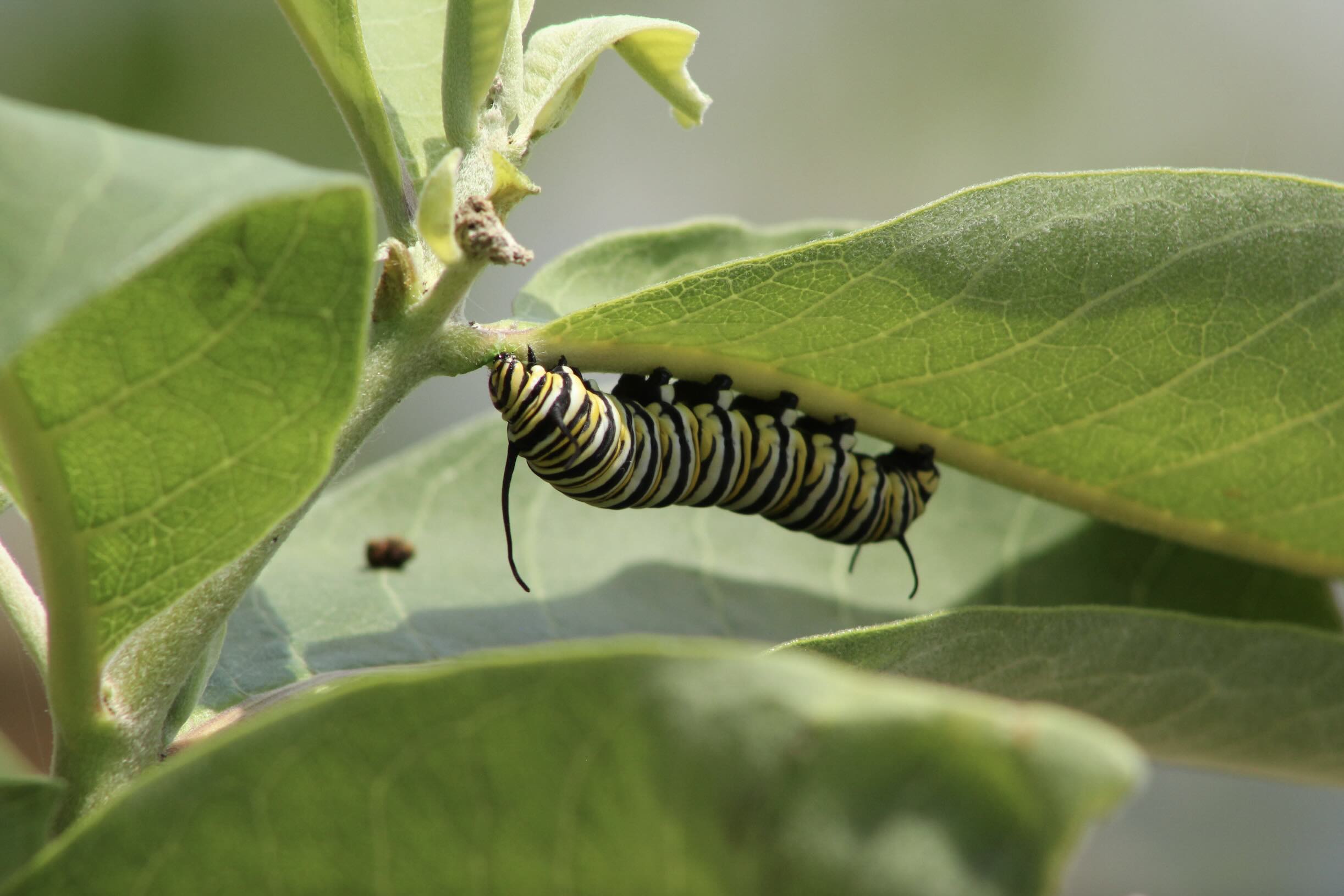 caterpillar