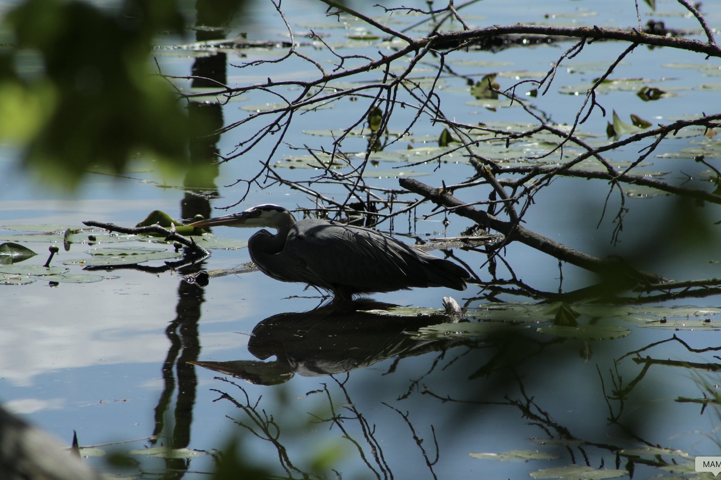 heron
