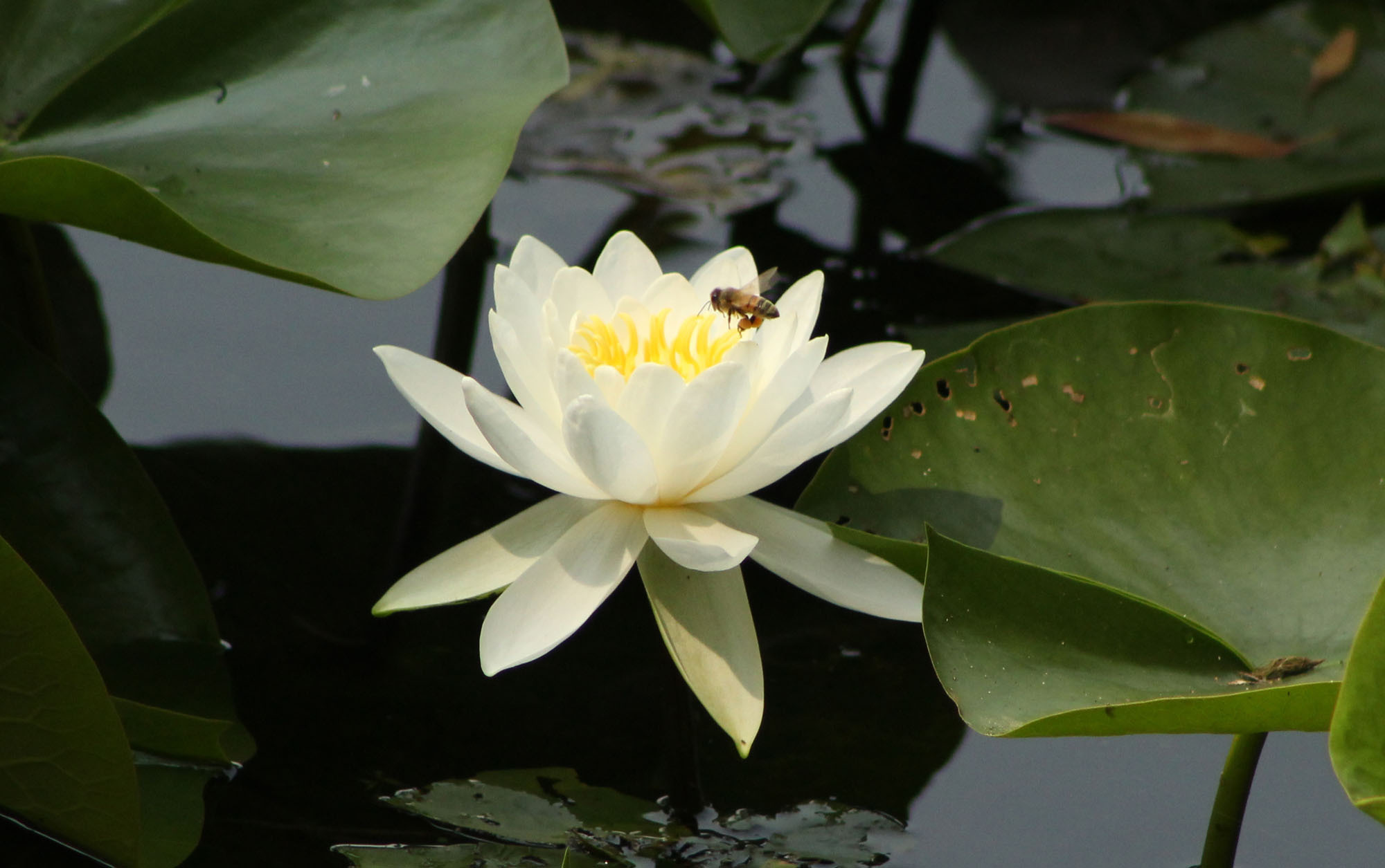 water lily