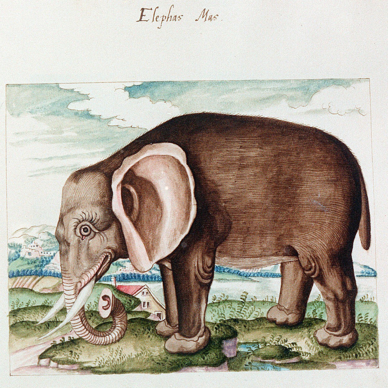 Elephas mas, a 16th-century watercolor from Codex Vindobonensis Palatinus. Series nova 2647 (HMML 20882)